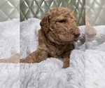 Small #3 Poodle (Standard)