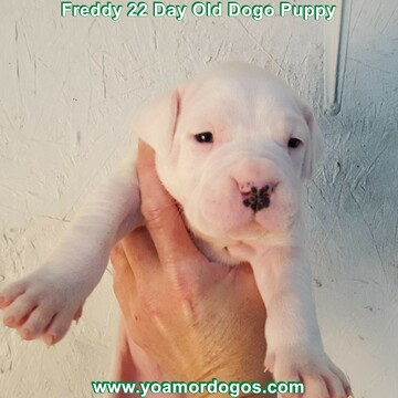 Medium Photo #74 Dogo Argentino Puppy For Sale in JANE, MO, USA