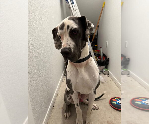 Medium Photo #3 Great Dane Puppy For Sale in Bullard, TX, USA