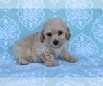 Small Photo #1 Bichpoo Puppy For Sale in SHILOH, OH, USA