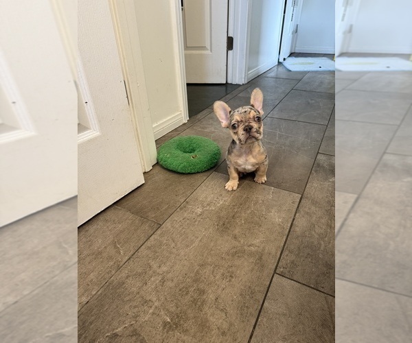 Medium Photo #5 French Bulldog Puppy For Sale in MONTEREY PARK, CA, USA