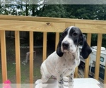 Small #4 English Setter-German Shorthaired Pointer Mix