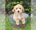 Small #4 Bichpoo