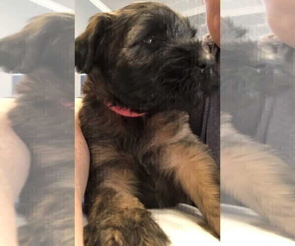 Medium Photo #3 Soft Coated Wheaten Terrier Puppy For Sale in ACTON, TX, USA