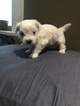 Small Photo #14 Coton de Tulear Puppy For Sale in KAYSVILLE, UT, USA