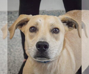 Coonhound-Unknown Mix Dogs for adoption in Huntley, IL, USA