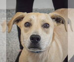 Gwen - Female Coonhound-Unknown Mix Dog for Adoption - Small photo