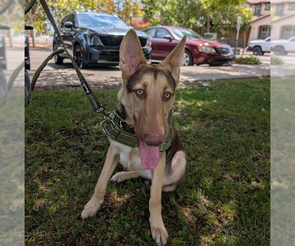 Medium Photo #1 Shepradors Puppy For Sale in Alameda, CA, USA