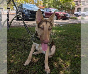 Shepradors Dogs for adoption in Alameda, CA, USA
