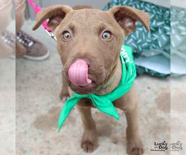 Medium Photo #16 Labrador Retriever-Unknown Mix Puppy For Sale in Washington, DC, USA