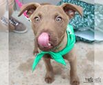 Small #15 Labrador Retriever Mix
