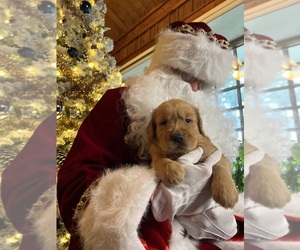 Golden Retriever Puppy for Sale in NEOLA, West Virginia USA