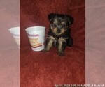 Small Photo #49 Yorkshire Terrier Puppy For Sale in AKRON, OH, USA