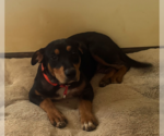 Small #3 Mutt