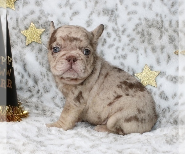 Medium Photo #4 French Bulldog Puppy For Sale in CHARLOTTE, NC, USA
