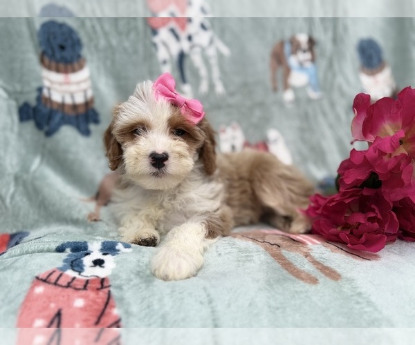 Medium Photo #2 Cock-A-Poo Puppy For Sale in LAKELAND, FL, USA