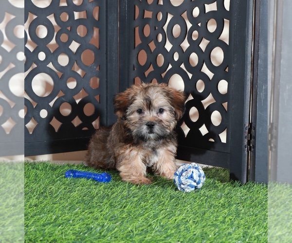 Medium Photo #1 Shorkie Tzu Puppy For Sale in MOUNT VERNON, OH, USA