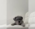 Small #12 French Bulldog