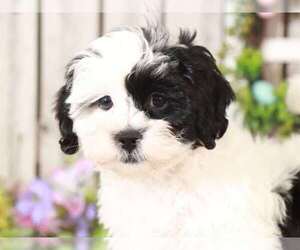 ShihPoo Puppy for sale in MOUNT VERNON, OH, USA