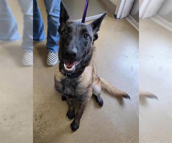 Medium Photo #2 Mutt Puppy For Sale in San Antonio, TX, USA