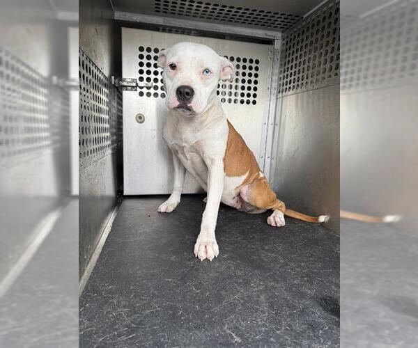 Medium Photo #1 American Pit Bull Terrier-Unknown Mix Puppy For Sale in Corpus Christi, TX, USA