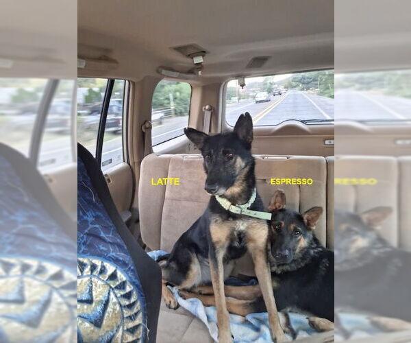 Medium Photo #3 Mutt Puppy For Sale in Woodland Hills, CA, USA