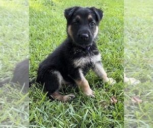 German Shepherd Dog Puppy for sale in E LAURINBURG, NC, USA