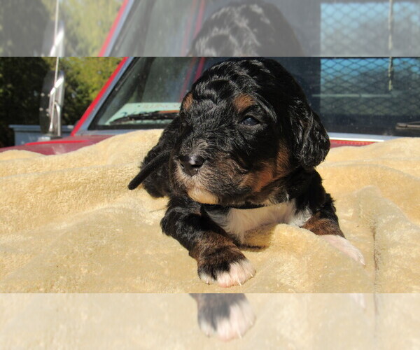 Medium Photo #7 Bernedoodle Puppy For Sale in BIG ROCK, IL, USA