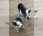 Small Photo #11 Boston Terrier-Italian Greyhound Mix Puppy For Sale in Little Elm, TX, USA