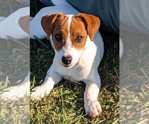 Father of the Jack Russell Terrier puppies born on 10/06/2025