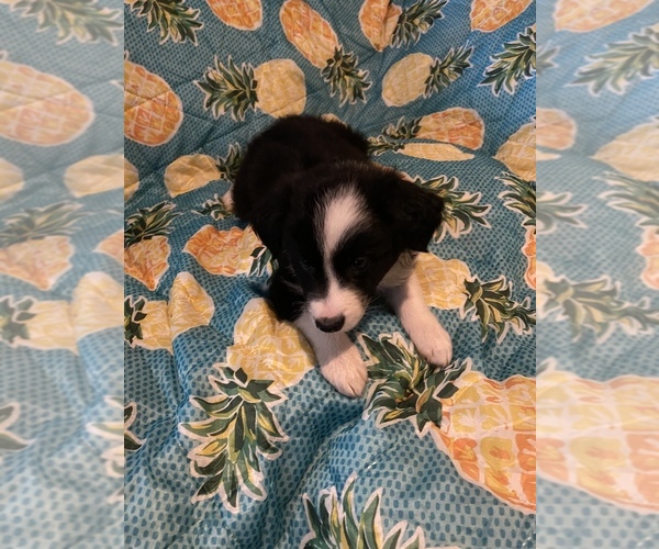 Medium Photo #26 Border Collie Puppy For Sale in AIKEN, SC, USA