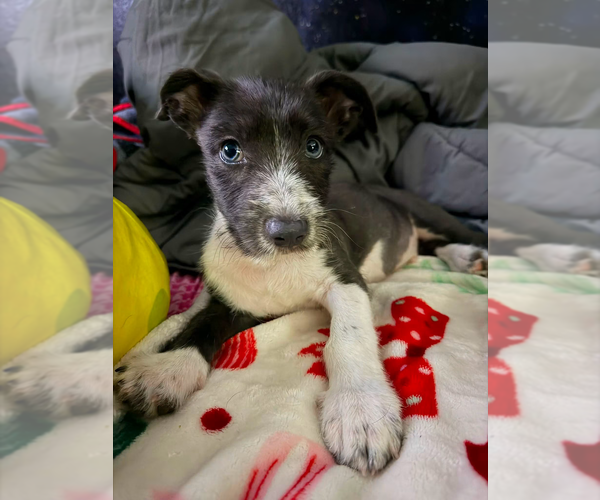 Medium Photo #1 Mutt Puppy For Sale in Brewster, NY, USA
