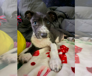 Mutt Dogs for adoption in Brewster, NY, USA