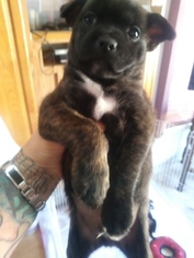 Pomston Puppy for sale in MERCED, CA, USA