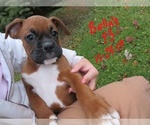 Small Photo #1 Boxer Puppy For Sale in WESTVILLE, IN, USA