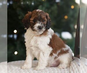 Bernedoodle (Miniature) Puppy for sale in NEW HOLLAND, PA, USA