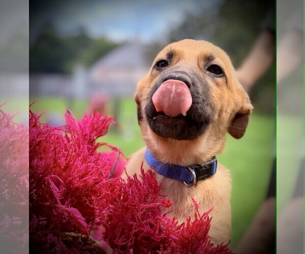 Medium Photo #2 Mutt Puppy For Sale in Stevens Point, WI, USA