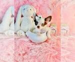 Small #23 Chihuahua