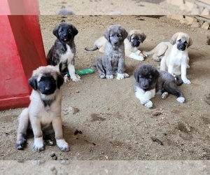 Anatolian Shepherd Puppy for Sale in THREE RIVERS, California USA