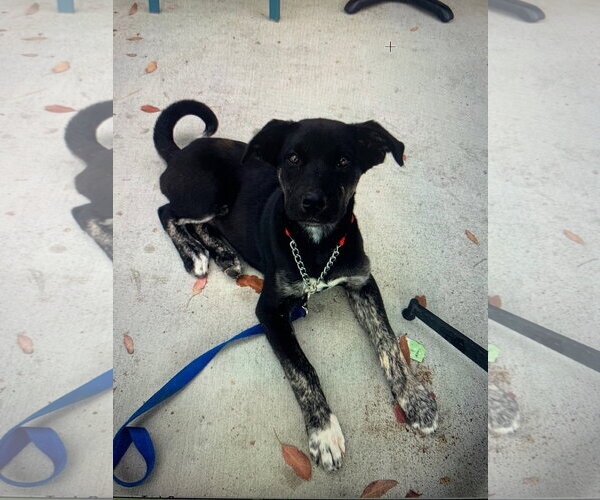Medium Photo #3 Labrador Retriever-Unknown Mix Puppy For Sale in San Diego, CA, USA