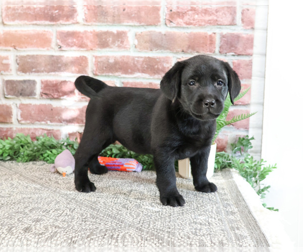 Medium Photo #4 Labrador Retriever Puppy For Sale in SYRACUSE, IN, USA