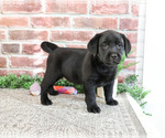 Small #3 Labrador Retriever