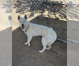 Siberian Husky Dogs for adoption in HESPERIA, CA, USA