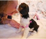 Small Photo #6 Cavalier King Charles Spaniel Puppy For Sale in MARCELLUS, MI, USA