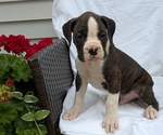 Puppy Turbo Boxer