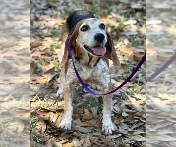 Medium Photo #8 Beagle Puppy For Sale in Dunnellon, FL, USA