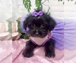 Small #1 Shorkie Tzu