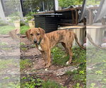 Small #2 Mutt