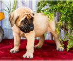 Small Photo #20 Mastiff Puppy For Sale in WAKARUSA, IN, USA