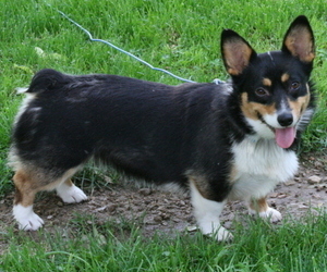 Mother of the Pembroke Welsh Corgi puppies born on 07/04/2017